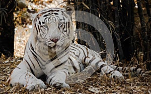 The white bengal tiger photo
