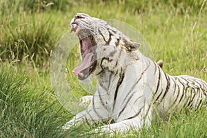 White bengal tiger