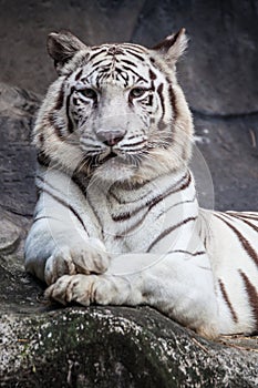 White bengal tiger, lying, relax, and watching on cliff