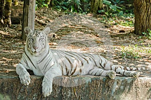 White Bengal Tiger Panthera Tigris Tigris