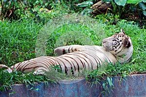 White Bengal tiger Panthera tigris tigris