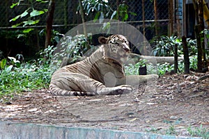 White Bengal tiger Panthera tigris tigris