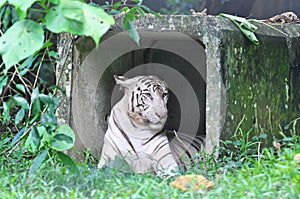 White Bengal Tiger or Panthera tigris tigris from family of felidae resting