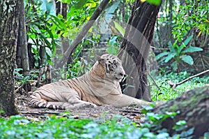 White Bengal Tiger or Panthera tigris tigris from family of felidae resting