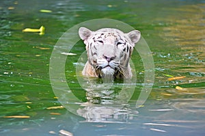 White Bengal Tiger or Panthera tigris tigris from family of felidae swimming