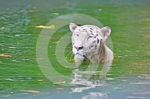 White Bengal Tiger or Panthera tigris tigris from family of felidae swimming