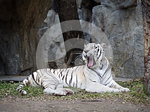 White bengal tiger
