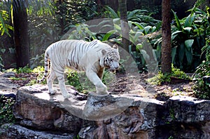 White Bengal Tiger on the prowl photo