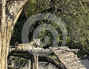 White Bengal tiger relaxing on a wood Scaffold in Chatver Zoo Chandigarh Punjab