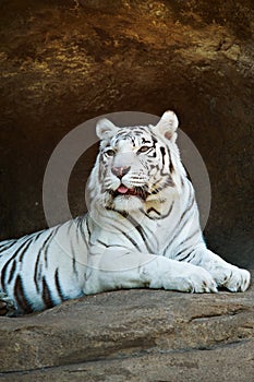 White Bengal tiger resting on a rock