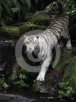 White Bengal tiger on river bank