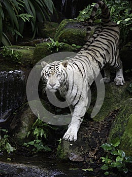White Bengal tiger on river bank photo