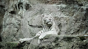 The white bengal tiger sits proudly on the stone