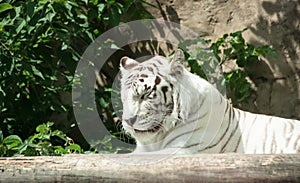White bengal tiger sleeping