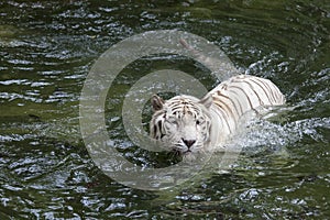 White Bengal Tiger Swimming