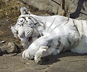 White bengal tiger symbol predator mammal