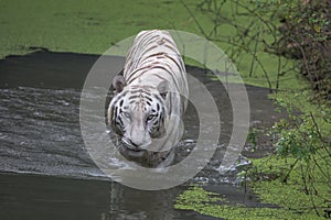 White Bengal tiger wades through swamp water.