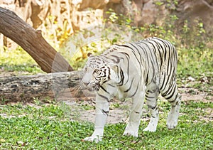 White bengal tiger walking relaxation