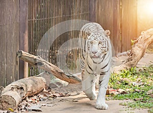 White bengal tiger walking relaxation
