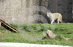 White Bengal tiger walking in a zoo in Chatver Zoo Chandigarh Punjab