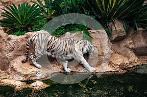White bengal tiger walks around pond, Tenerife