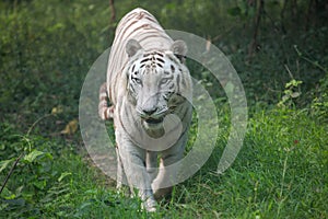 White Bengal tiger walks through open grassland.