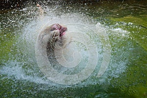 White Bengal Tiger Water Playing