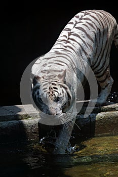 White Bengal Tiger Water Playing