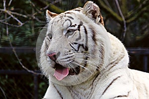 White bengal tigress photo