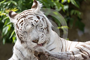 White bengalensis tiger close up portrait licking paw