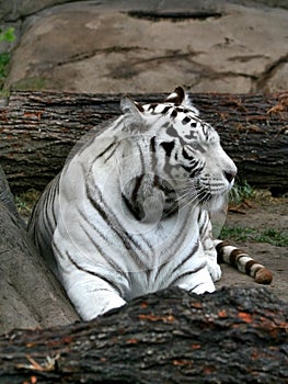 White bengalese tiger.