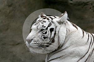 White bengalese tiger.