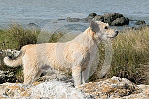 White Berger Picard on the seaside