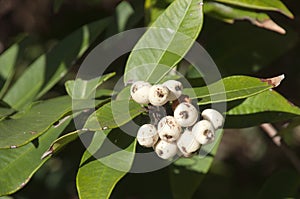 White berries of Austromyrtus dulcis or midgen berry tree