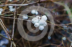 White berries on bare branches in the winter forest.White berries on bare branches in the winter forest