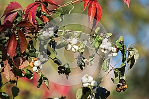 White berries of common snowberry