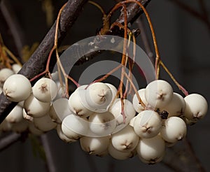 White Berries Hanging Down