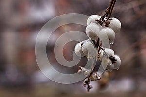 White berries of a snowberry Symphoricarpos albus in drops of freezing rain. Frozen round unusual berries. Background