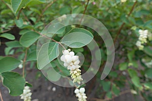 White berry-like drupes of Symphoricarpos albus photo