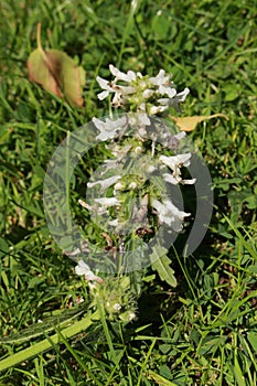 White `Betony Album` flowers - Stachys Officinalis `Album`