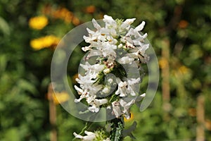 White `Betony Album` flowers - Stachys Officinalis `Album` photo