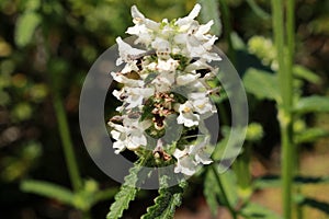 White `Betony Album` flowers - Stachys Officinalis `Album` photo