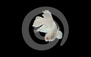 White Betta fish opening its mouth and facing to camera. Siamese fighting fish isolated on black background, with clipping path