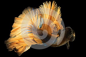 The white betta fish with a shimmering light golden tail moves with elegance and poise against the dark black background.