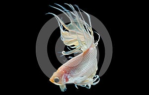 White betta fish, Siamese fighting fish with light yellow color was isolated on black background. Fish also action of turn head in