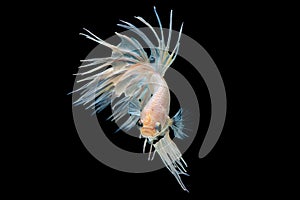 White betta splendens Crown Tail fish, Siamese fighting fish with light yellow color was isolated on black background. Fish also