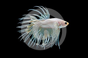 White betta splendens Crown Tail fish, Siamese fighting fish with light yellow color was isolated on black background. Fish also