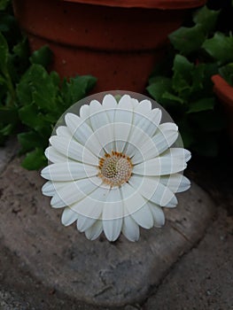 White and beuty Bellis perennis