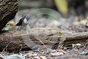 The white-bibbed babbler (Stachyris thoracica) in Java island, Indonesia