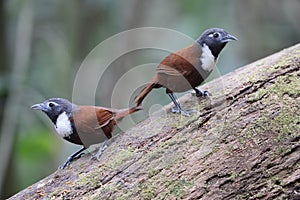 The white-bibbed babbler (Stachyris thoracica) in Java island, Indonesia photo